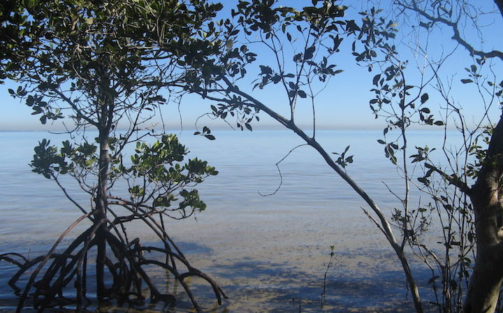 Rapid sea level rise may wreck world’s mangroves by 2050